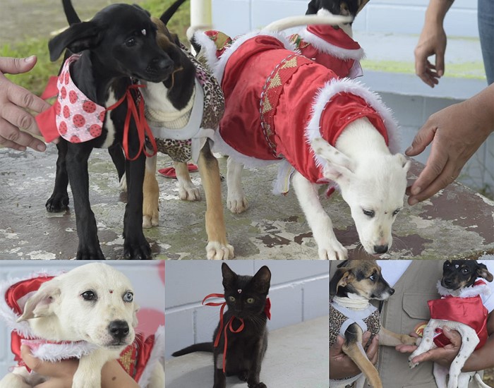 Doação de animais marcará a partida entre Vedacit Vôlei Guarulhos e SESI-SP 